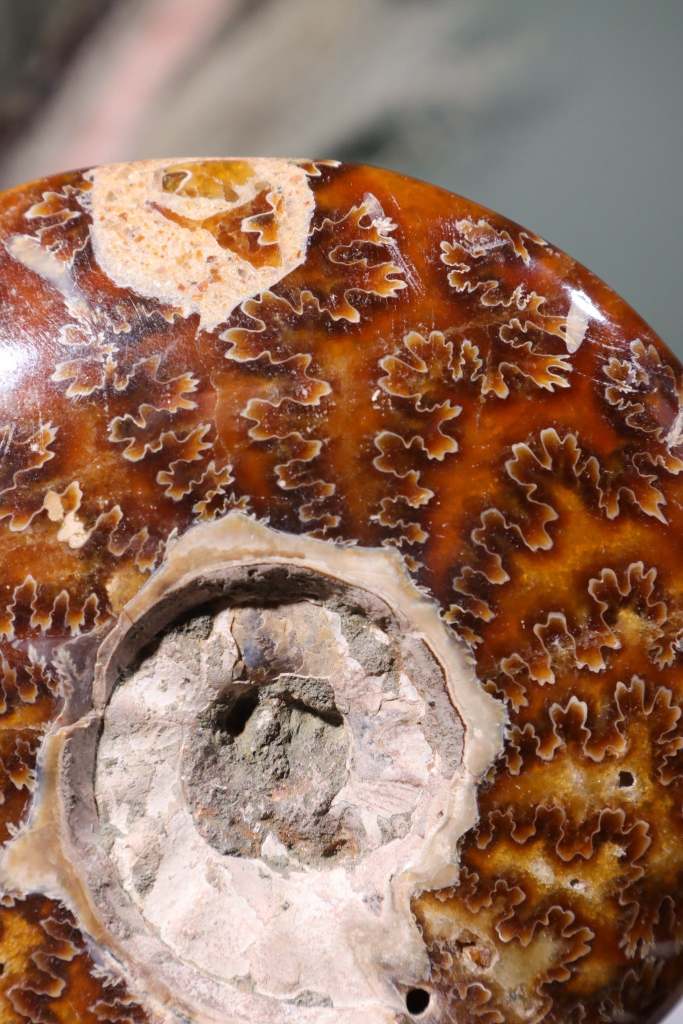 Ammonite Fossil