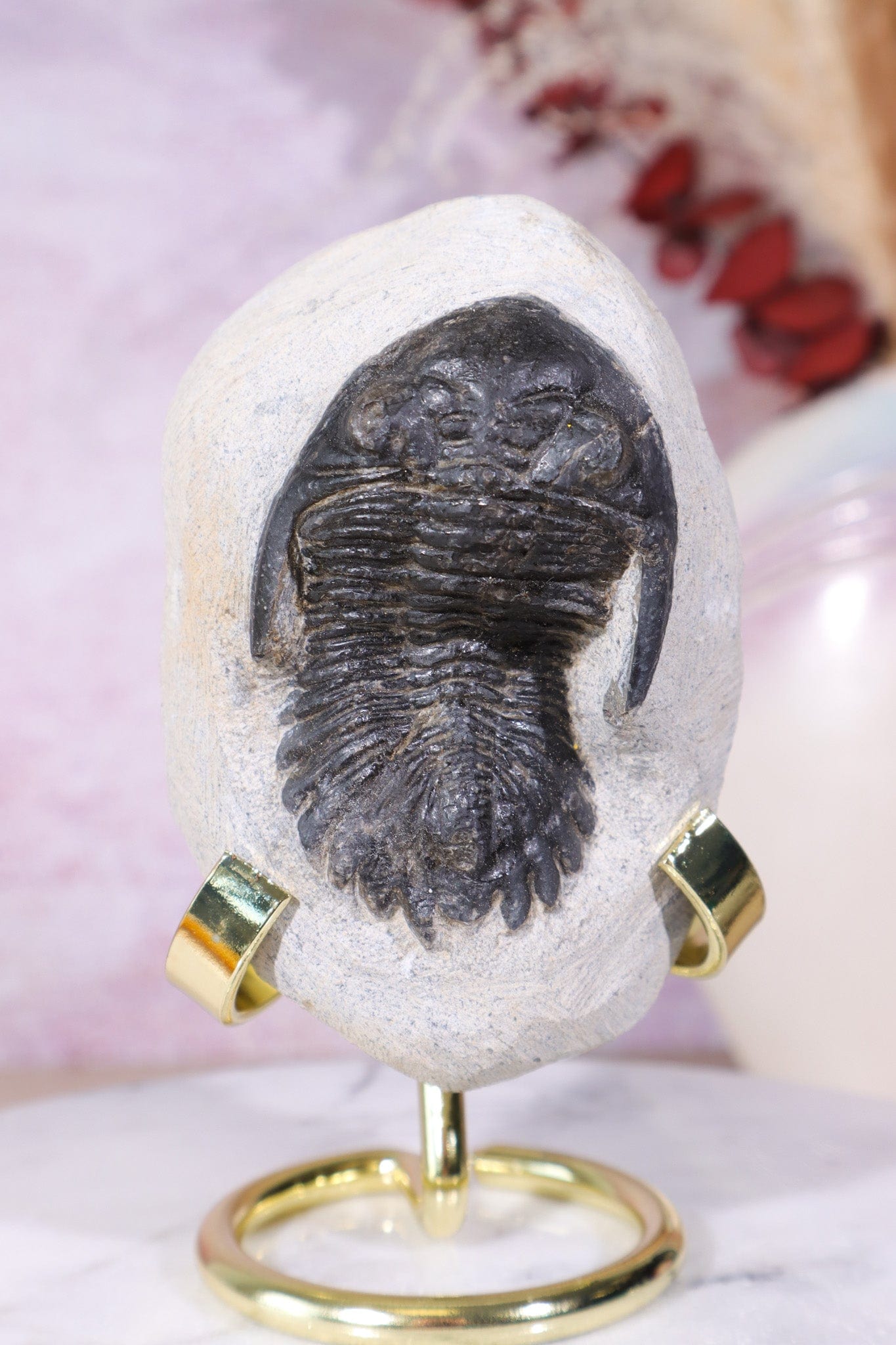 Trilobite Fossil