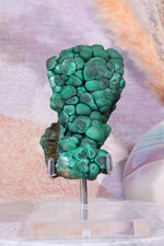 Adjustable Specimen Stand Large Specimen Stand Tali & Loz