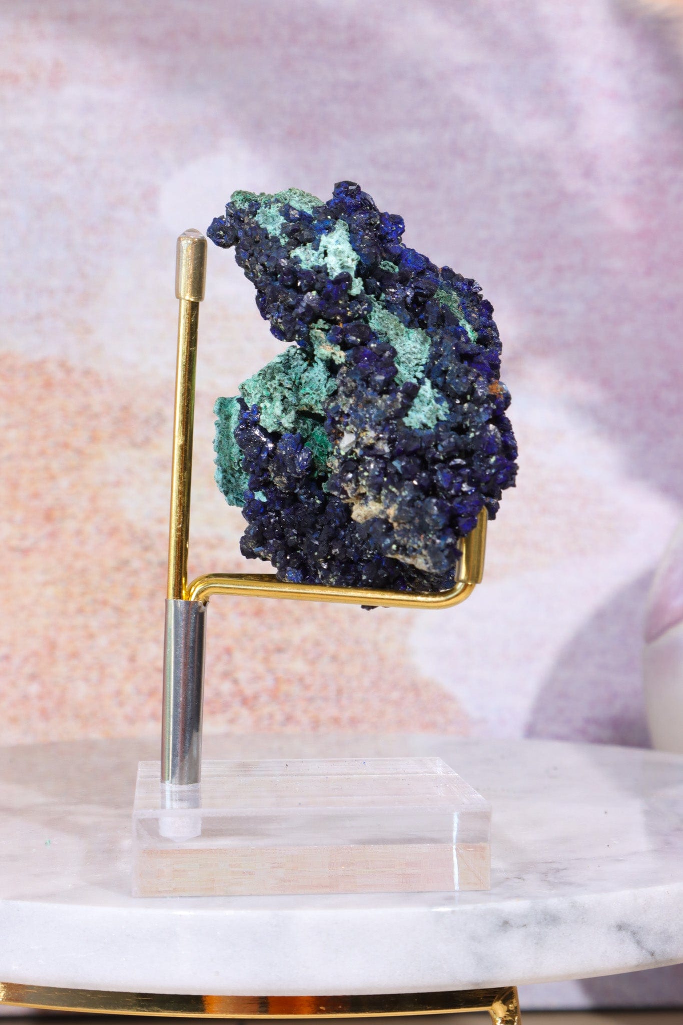 Adjustable Specimen Stand Small Specimen Stand Tali & Loz