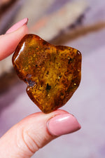 Amber 6.8gr Baltic - Tali & Loz Crystals