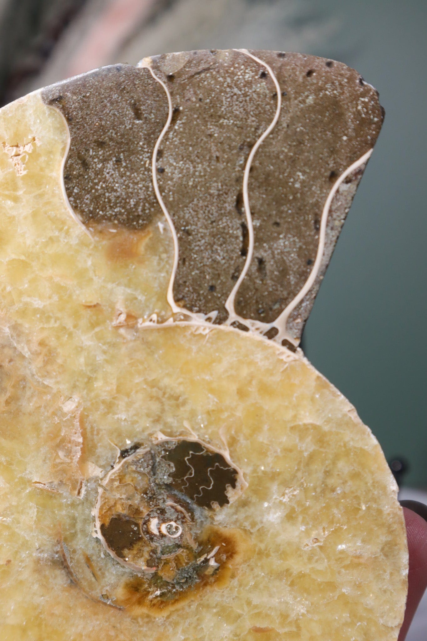 Ammolite Slice 11.5cm Fossil Tali & Loz Crystals