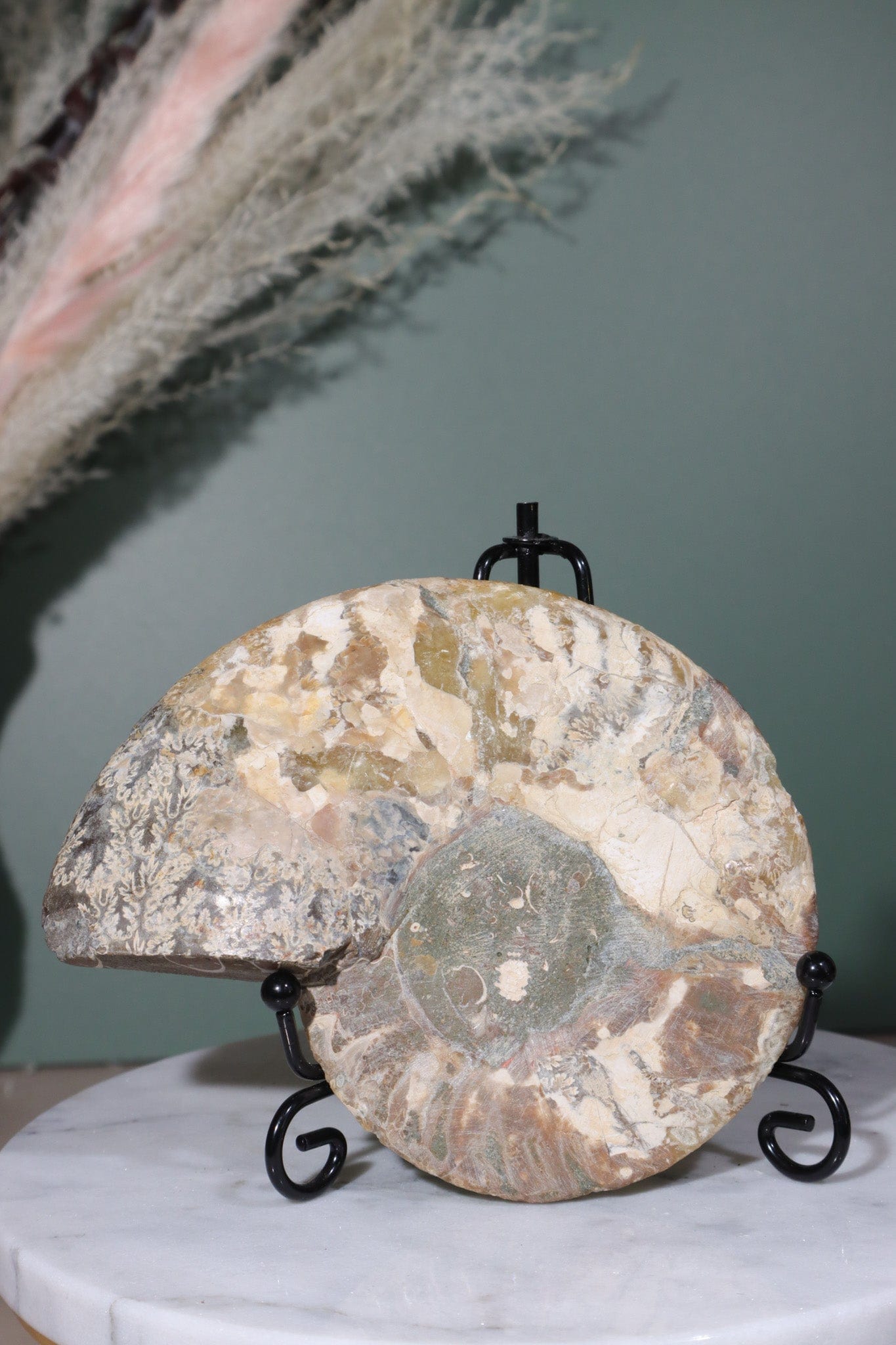Ammolite Slice 11.5cm Fossil Tali & Loz Crystals