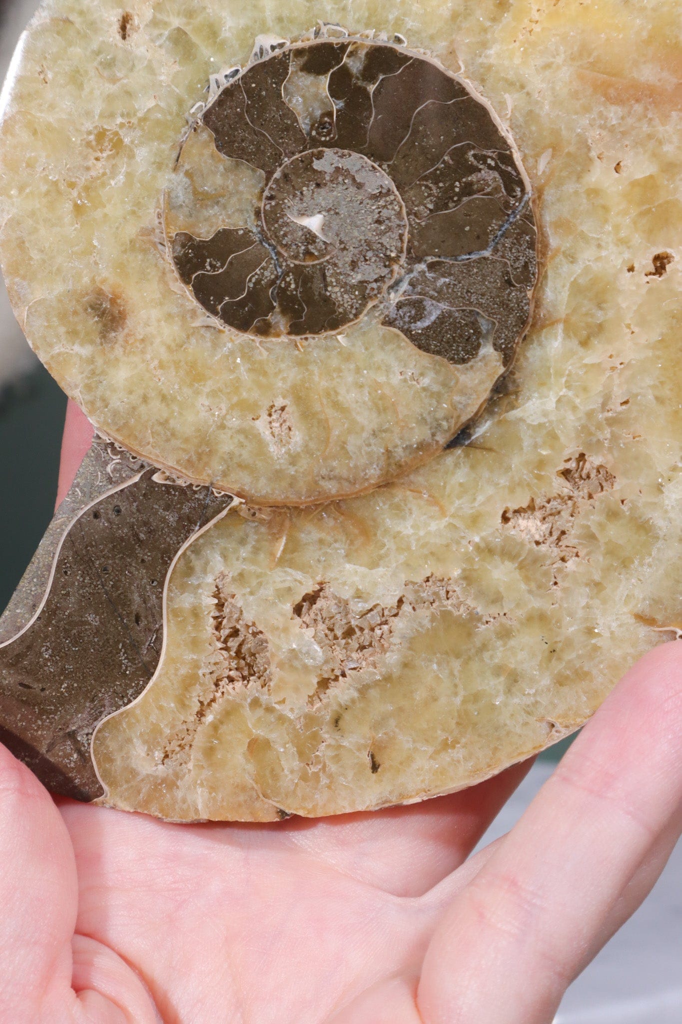 Ammolite Slice 13cm Fossil Tali & Loz Crystals