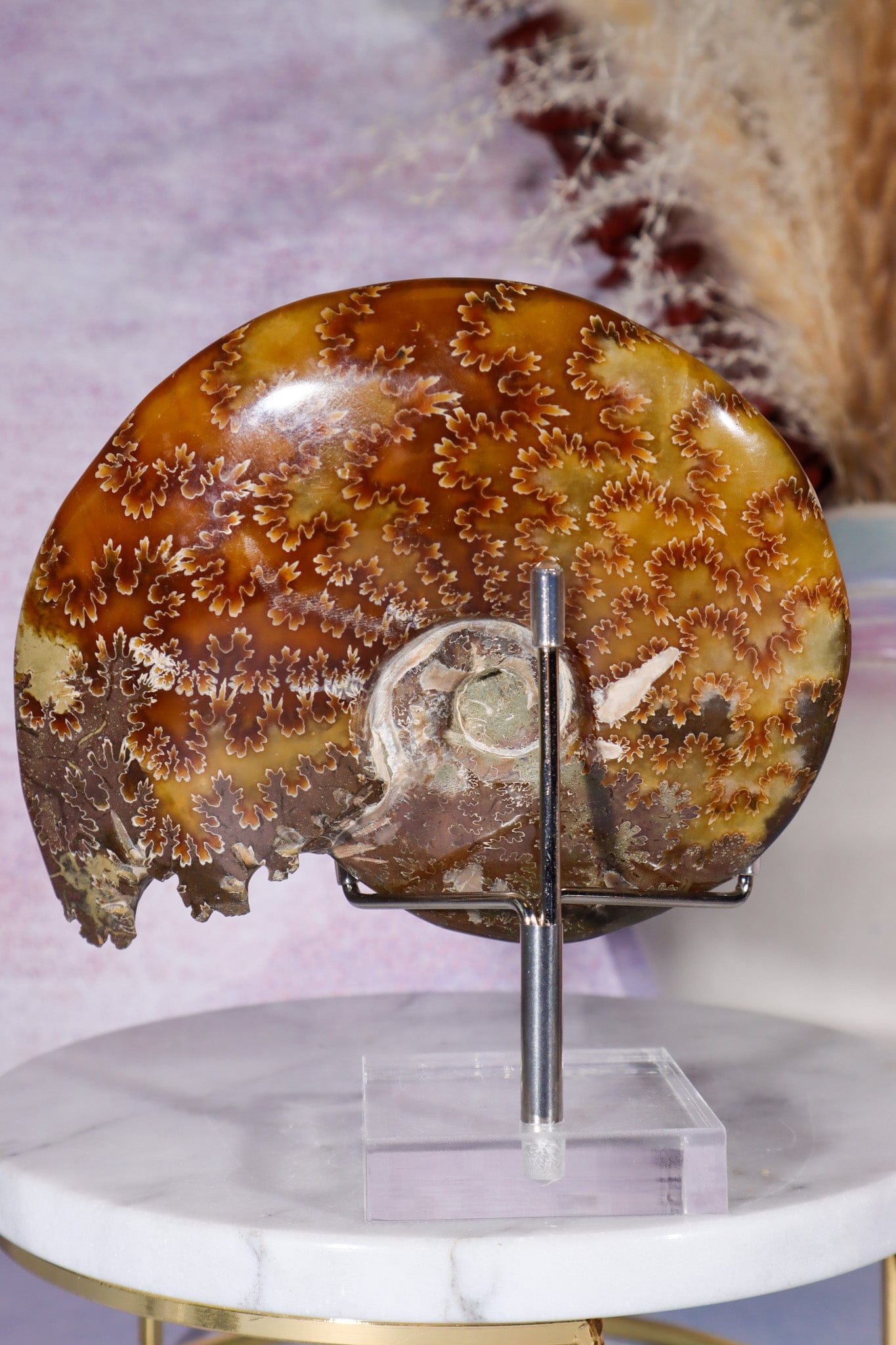 Ammonite From Madagascar 12cm Fossil Tali & Loz Crystals