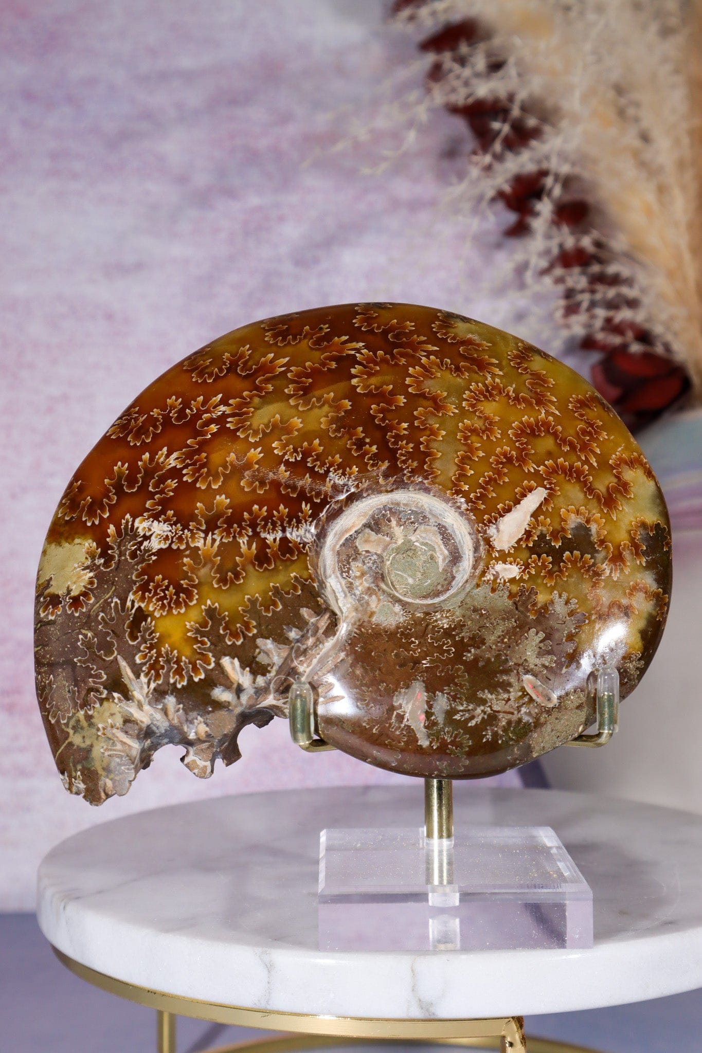 Ammonite From Madagascar 12cm Fossil Tali & Loz Crystals