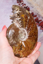 Ammonite From Madagascar 12cm, Sold As Seen Fossil Tali & Loz Crystals