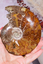 Ammonite From Madagascar 12cm, Sold As Seen Fossil Tali & Loz Crystals
