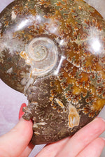 Ammonite From Madagascar 12cm, Sold As Seen Fossil Tali & Loz Crystals