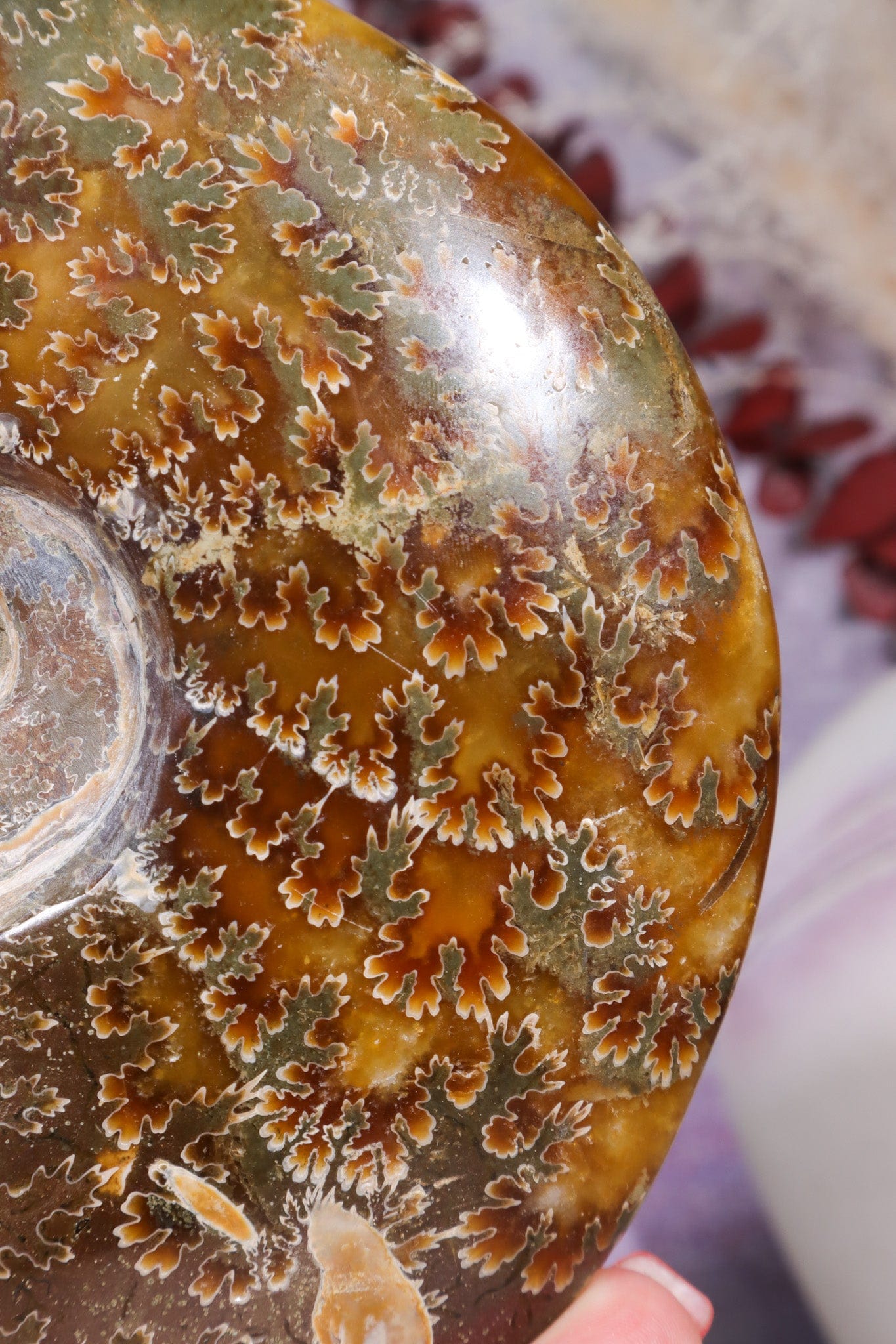 Ammonite From Madagascar 12cm, Sold As Seen Fossil Tali & Loz Crystals