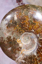 Ammonite From Madagascar 12cm, Sold As Seen Fossil Tali & Loz Crystals