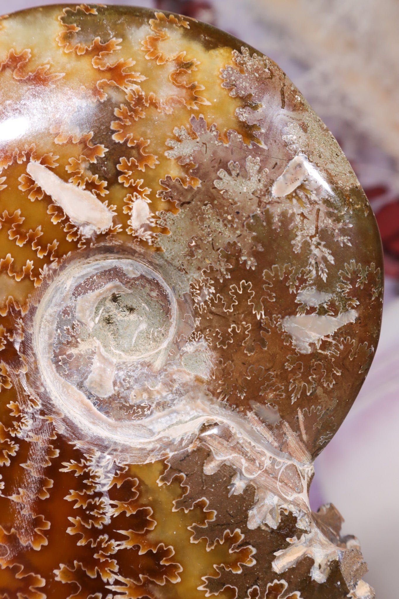 Ammonite From Madagascar 12cm, Sold As Seen Fossil Tali & Loz Crystals