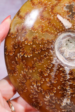 Ammonite From Madagascar 12cm, Sold As Seen Fossil Tali & Loz Crystals