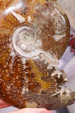Ammonite From Madagascar 12cm, Sold As Seen Fossil Tali & Loz Crystals