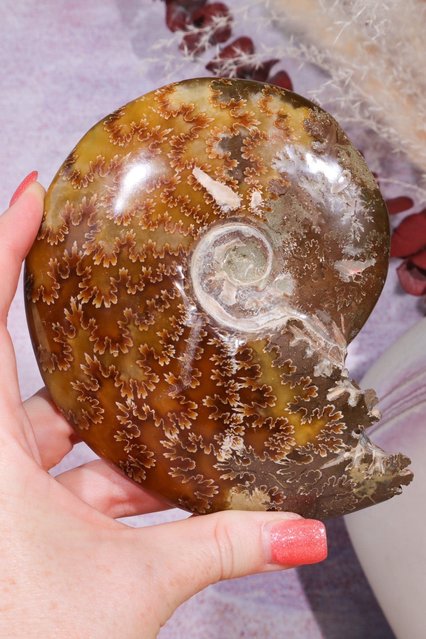 Ammonite From Madagascar 12cm, Sold As Seen Fossil Tali & Loz Crystals