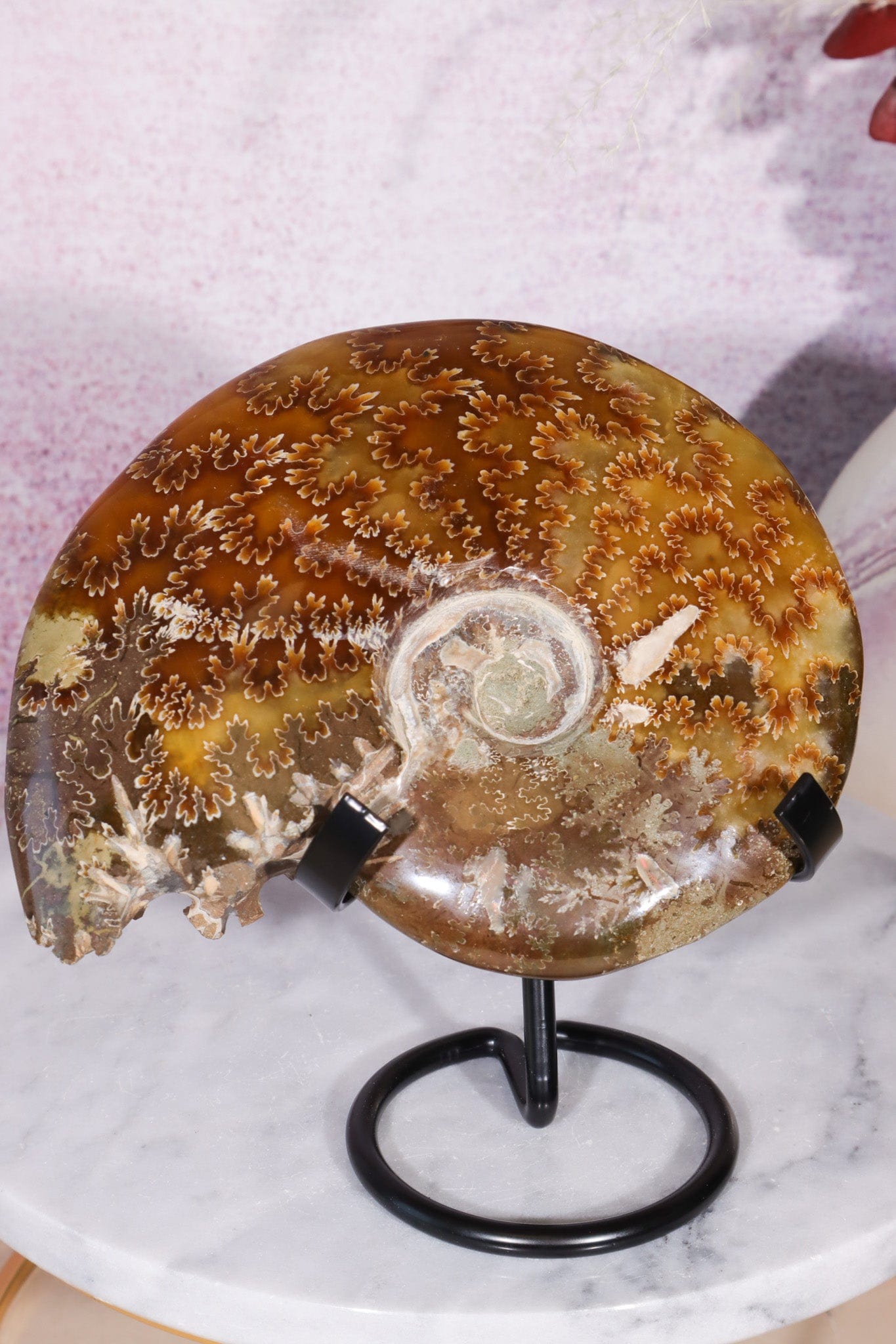 Ammonite From Madagascar 12cm, Sold As Seen Fossil Tali & Loz Crystals