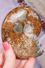 Ammonite From Madagascar with Pyrite 10.5cm Fossil Tali & Loz Crystals