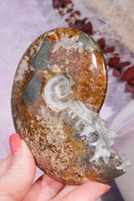 Ammonite From Madagascar with Pyrite 10.5cm Fossil Tali & Loz Crystals