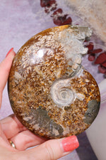 Ammonite From Madagascar with Pyrite 10.5cm Fossil Tali & Loz Crystals
