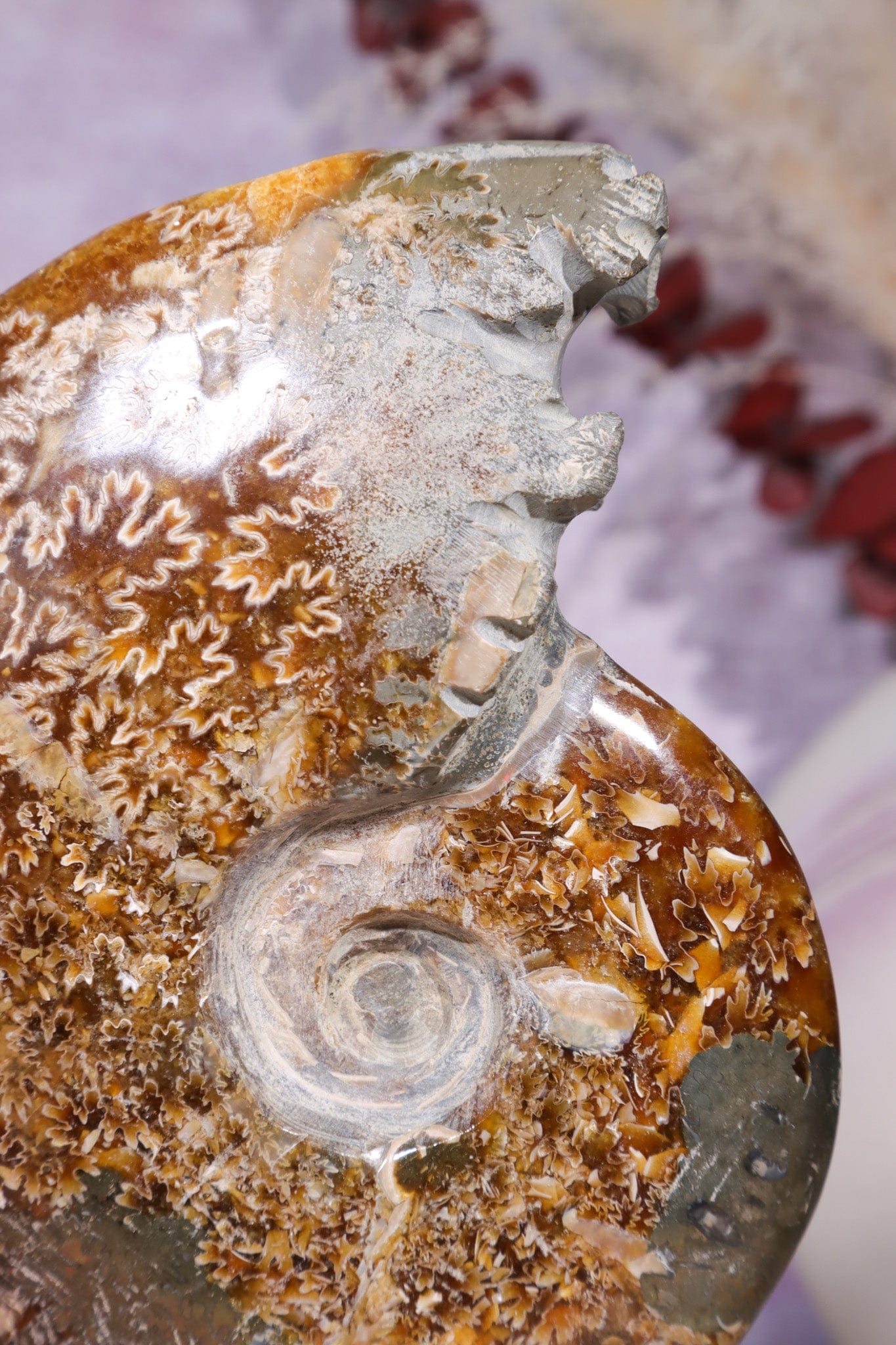 Ammonite From Madagascar with Pyrite 10.5cm Fossil Tali & Loz Crystals