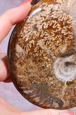 Ammonite From Madagascar with Pyrite 10.5cm Fossil Tali & Loz Crystals