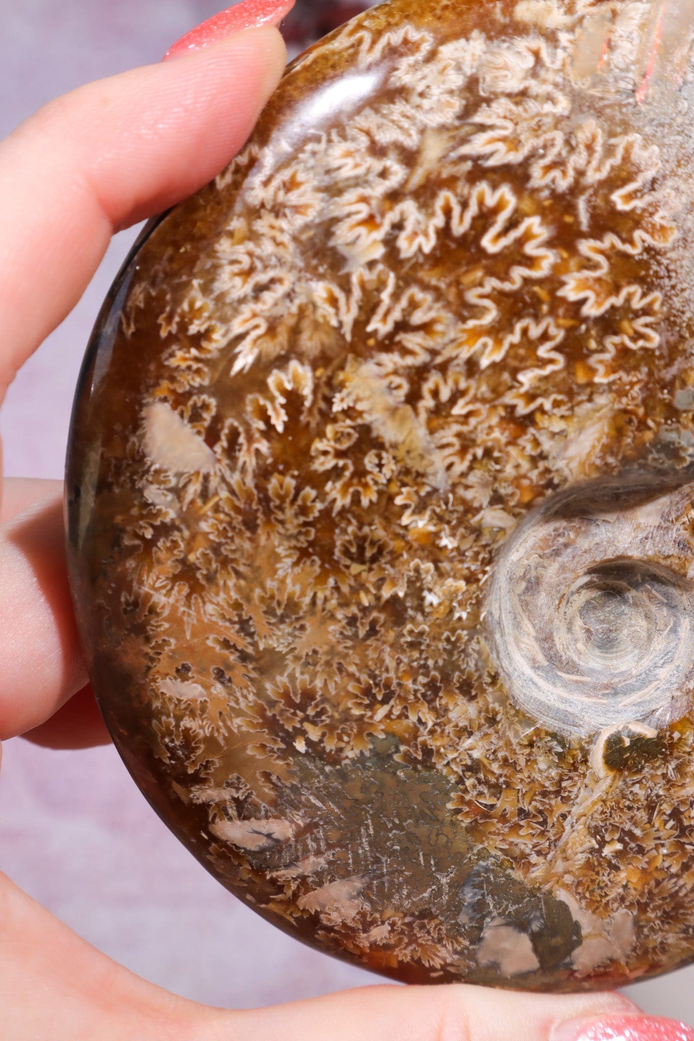 Ammonite From Madagascar with Pyrite 10.5cm Fossil Tali & Loz Crystals