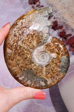 Ammonite From Madagascar with Pyrite 10.5cm Fossil Tali & Loz Crystals