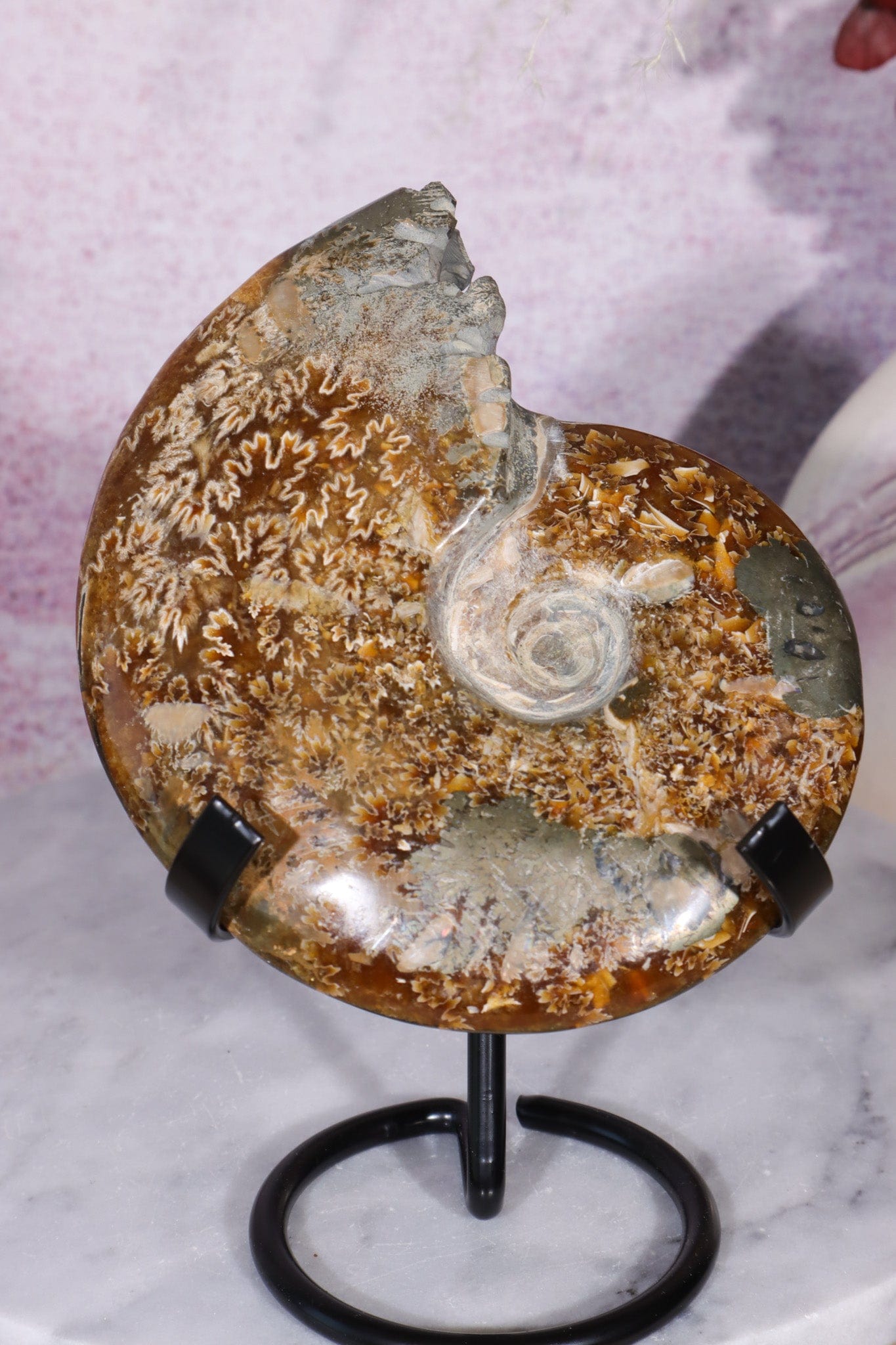 Ammonite From Madagascar with Pyrite 10.5cm Fossil Tali & Loz Crystals
