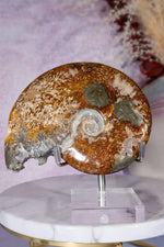 Ammonite From Madagascar with Pyrite 10.5cm Fossil Tali & Loz Crystals