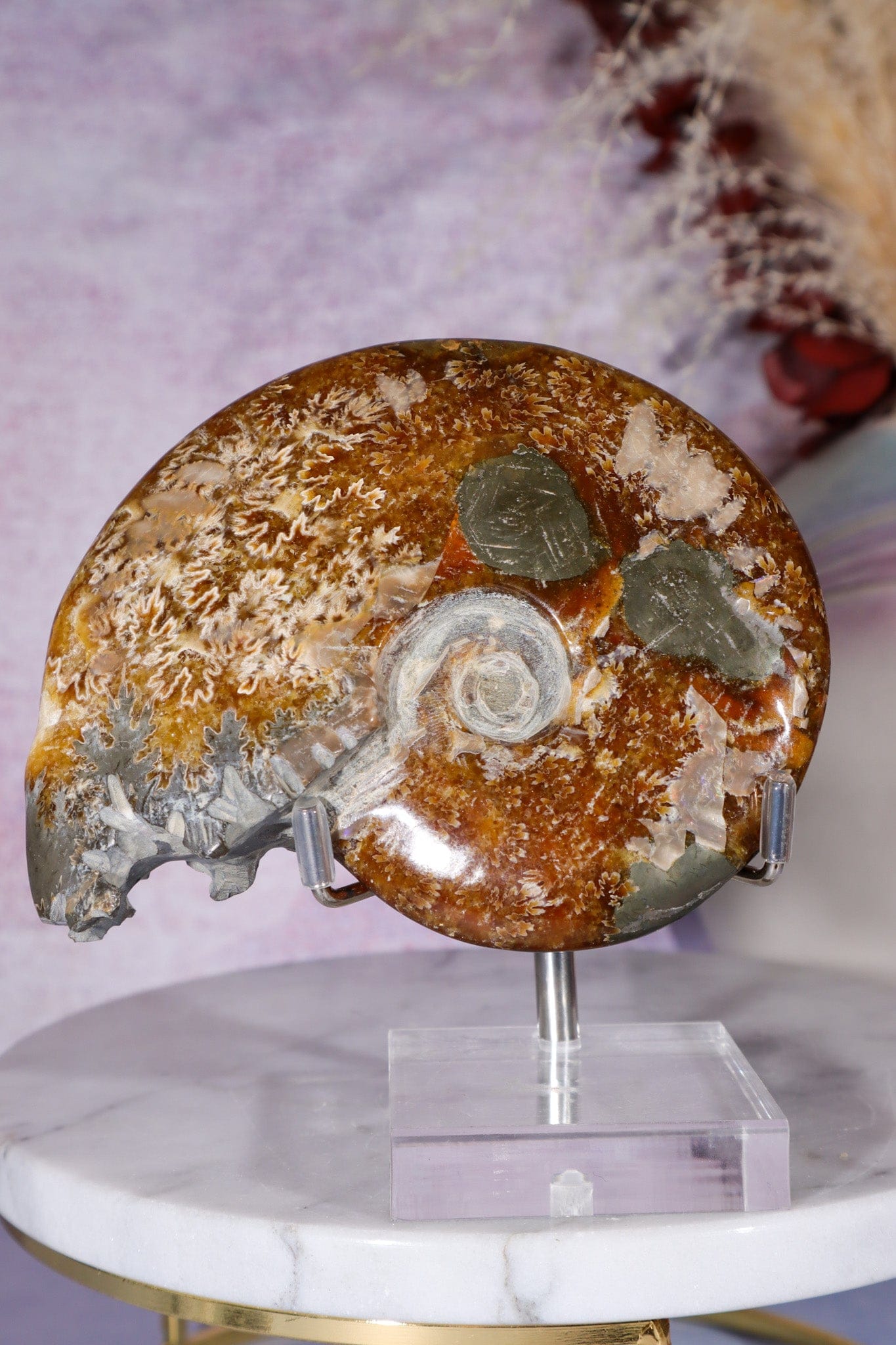 Ammonite From Madagascar with Pyrite 10.5cm Fossil Tali & Loz Crystals
