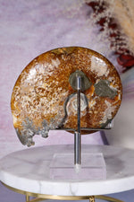 Ammonite From Madagascar with Pyrite 10.5cm Fossil Tali & Loz Crystals