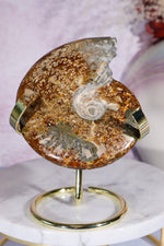 Ammonite From Madagascar with Pyrite 10.5cm Fossil Tali & Loz Crystals