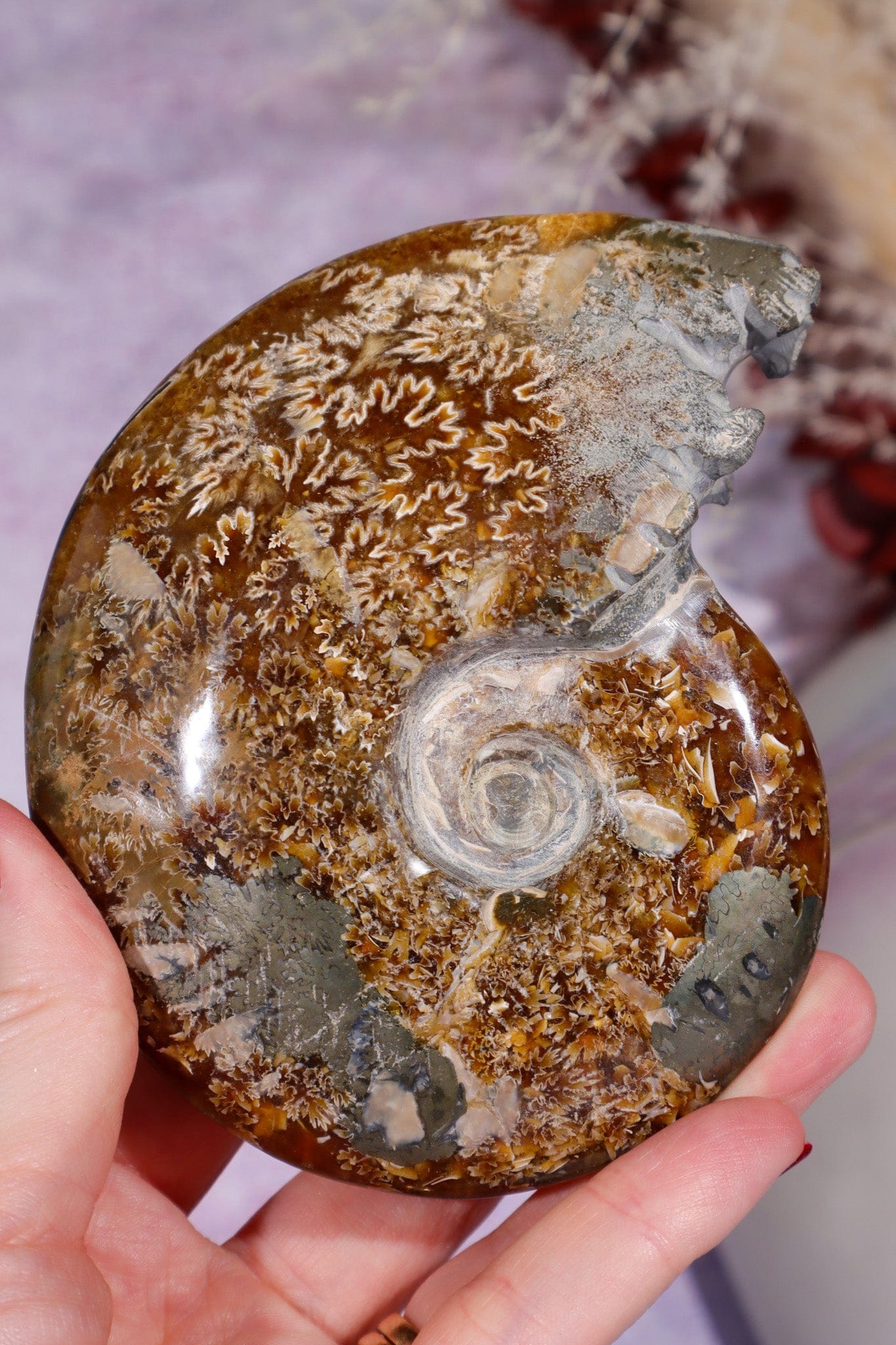 Ammonite From Madagascar with Pyrite 10.5cm Fossil Tali & Loz Crystals