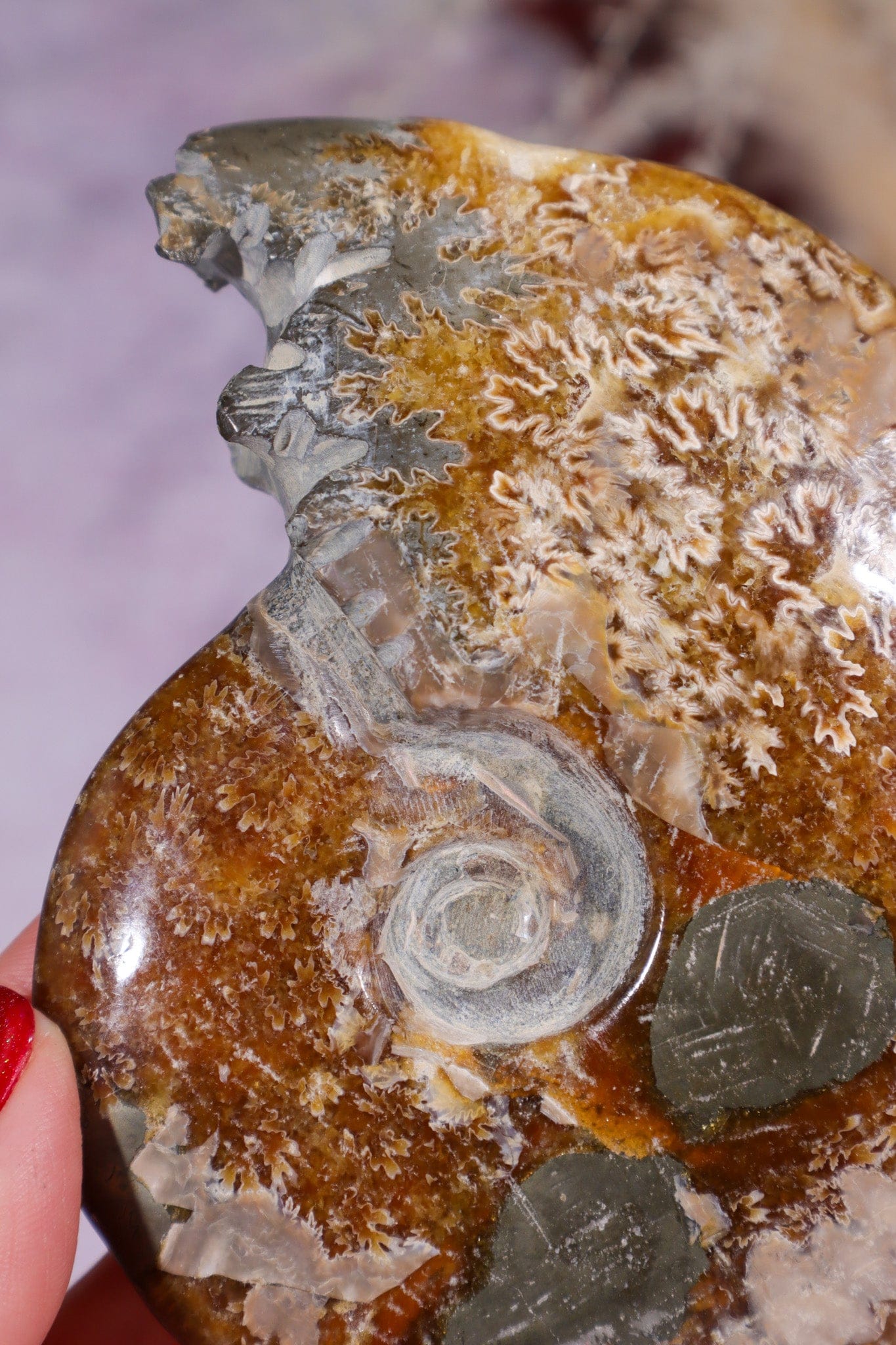 Ammonite From Madagascar with Pyrite 10.5cm Fossil Tali & Loz Crystals
