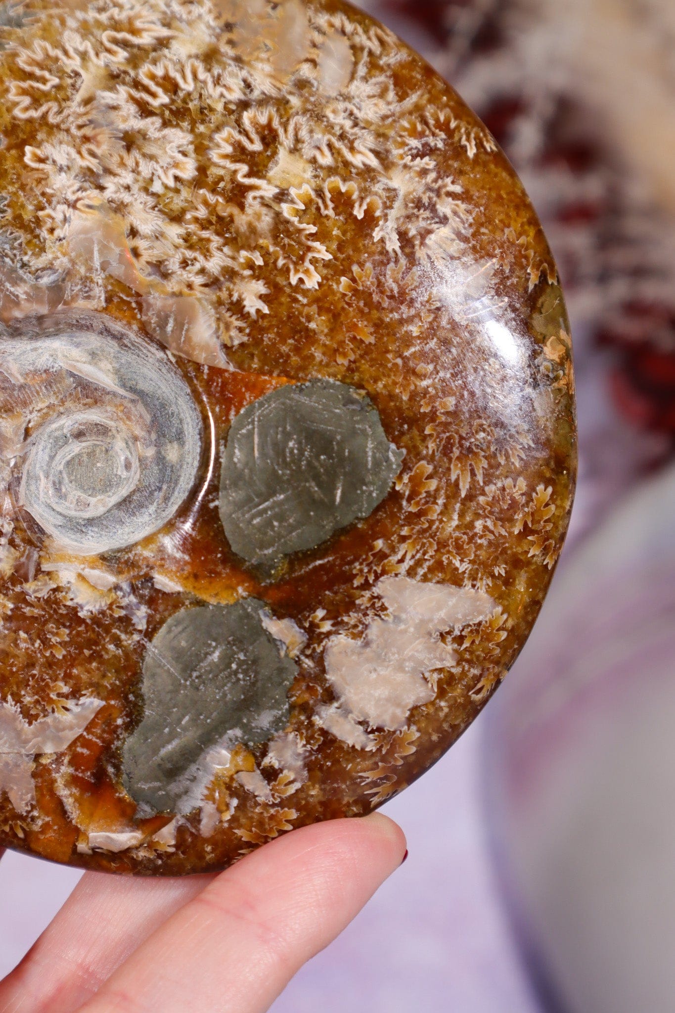 Ammonite From Madagascar with Pyrite 10.5cm Fossil Tali & Loz Crystals