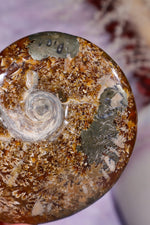 Ammonite From Madagascar with Pyrite 10.5cm Fossil Tali & Loz Crystals