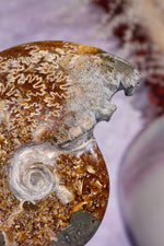 Ammonite From Madagascar with Pyrite 10.5cm Fossil Tali & Loz Crystals