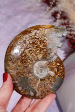 Ammonite From Madagascar with Pyrite 10.5cm Fossil Tali & Loz Crystals
