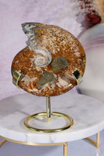 Ammonite From Madagascar with Pyrite 10.5cm Fossil Tali & Loz Crystals