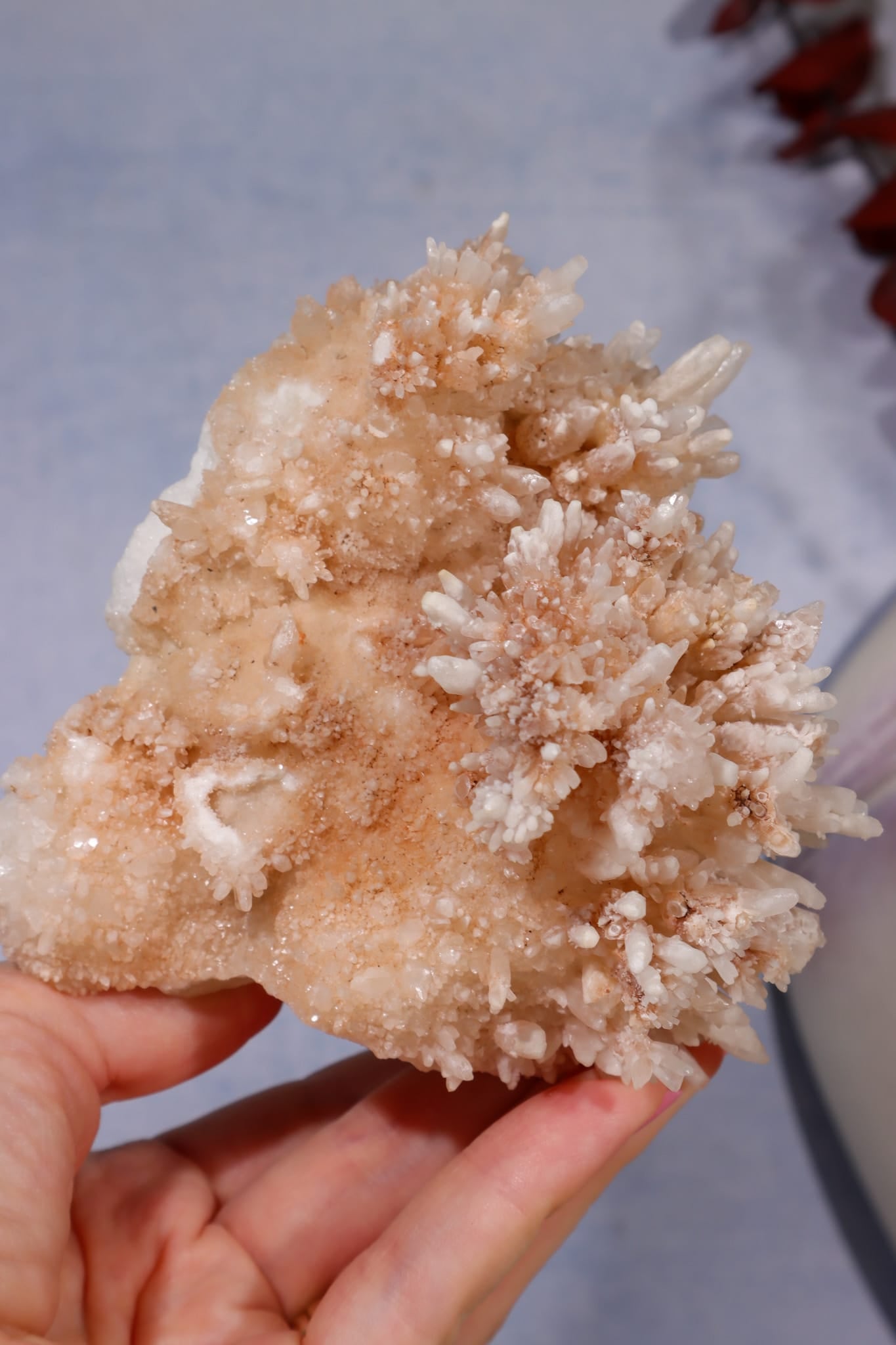 Aragonite Coral Cluster | 10cm | Morocco Minerals Tali & Loz Crystals