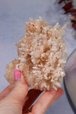 Aragonite Coral Cluster | 10cm | Morocco Minerals Tali & Loz Crystals