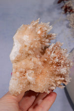 Aragonite Coral Cluster | 10cm | Morocco Minerals Tali & Loz Crystals