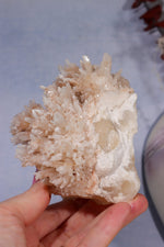 Aragonite Coral Cluster | 10cm | Morocco Minerals Tali & Loz Crystals