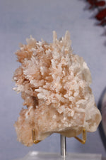 Aragonite Coral Cluster | 10cm | Morocco Minerals Tali & Loz Crystals
