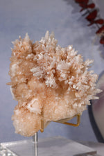 Aragonite Coral Cluster | 10cm | Morocco Minerals Tali & Loz Crystals