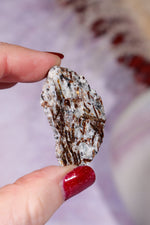 Astrophyllite Mineral Specimen 4cm Specimen Tali & Loz Crystals