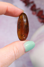 Baltic Amber With Insect 3.3cm Polished Crystals Tali & Loz Crystals
