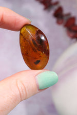 Baltic Amber With Insect 3.3cm Polished Crystals Tali & Loz Crystals