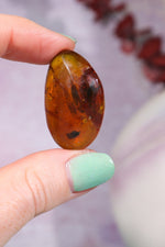 Baltic Amber With Insect 3.3cm Polished Crystals Tali & Loz Crystals