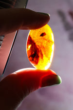 Baltic Amber With Insect 3.3cm Polished Crystals Tali & Loz Crystals